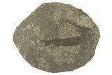 Carboniferous Spiny Shark (Acanthodes) Fossil - Siberia #228889-1